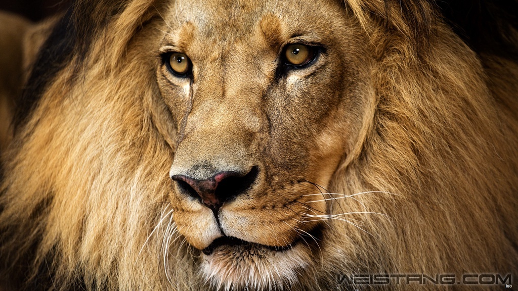 18-Lion.jpg